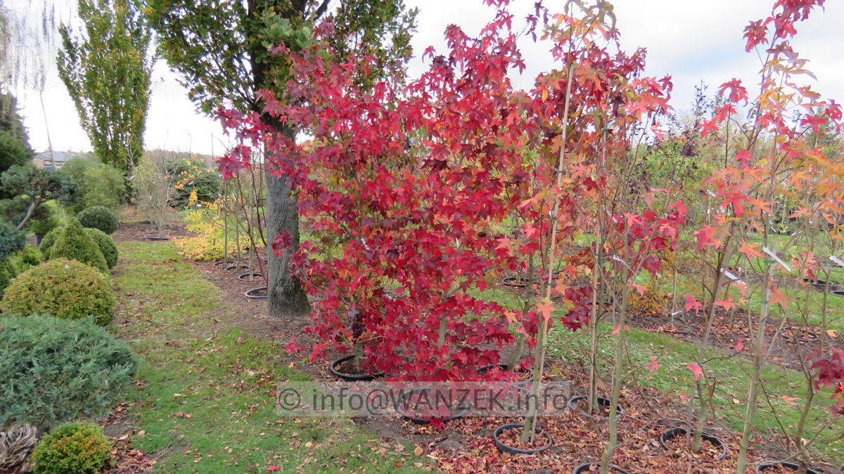 Liquidambar styraciflua  ganze Beete Herbst 03.JPG